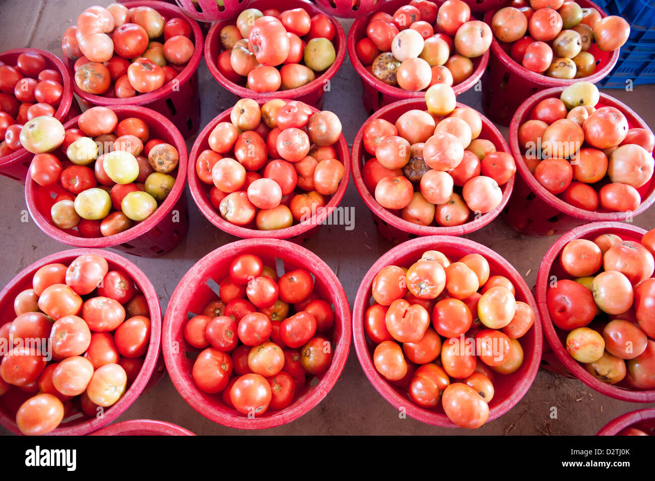 Baskets of vegetables on a farm, tomatoes Stock Photo - Alamy
