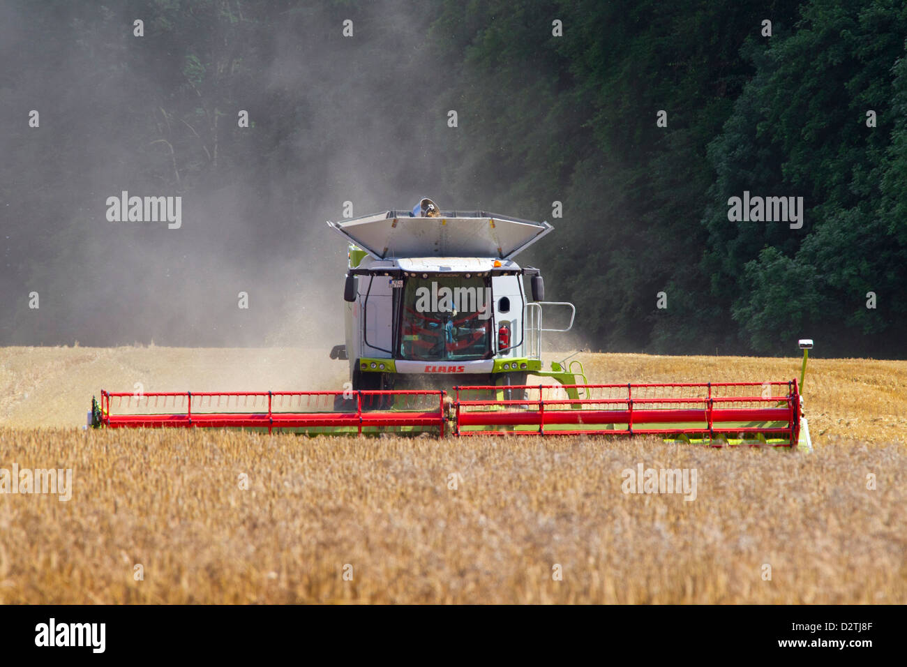 Farmer in combine harvester harvesting cereals on cornfield / wheat field of farmland in summer Stock Photo