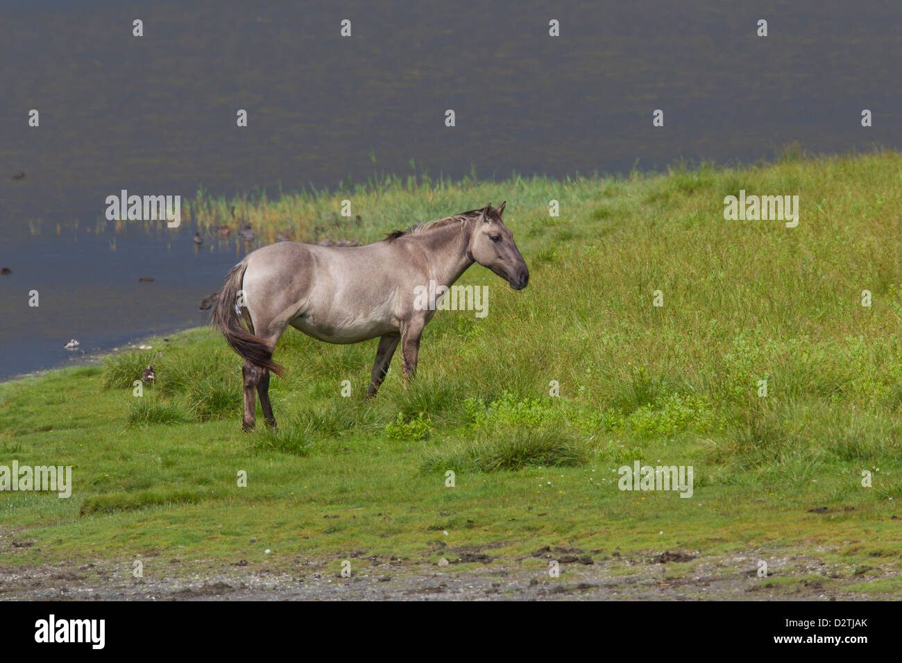 Konik, Polish primitive horse breed from Poland, in meadow of nature reserve Stock Photo