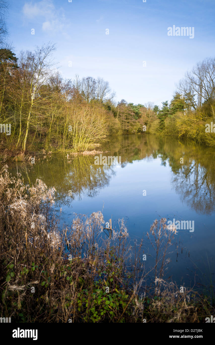 Alder Pool at Ufton Fields Nature Reserve in winter, Warwickshire, England, UK Stock Photo