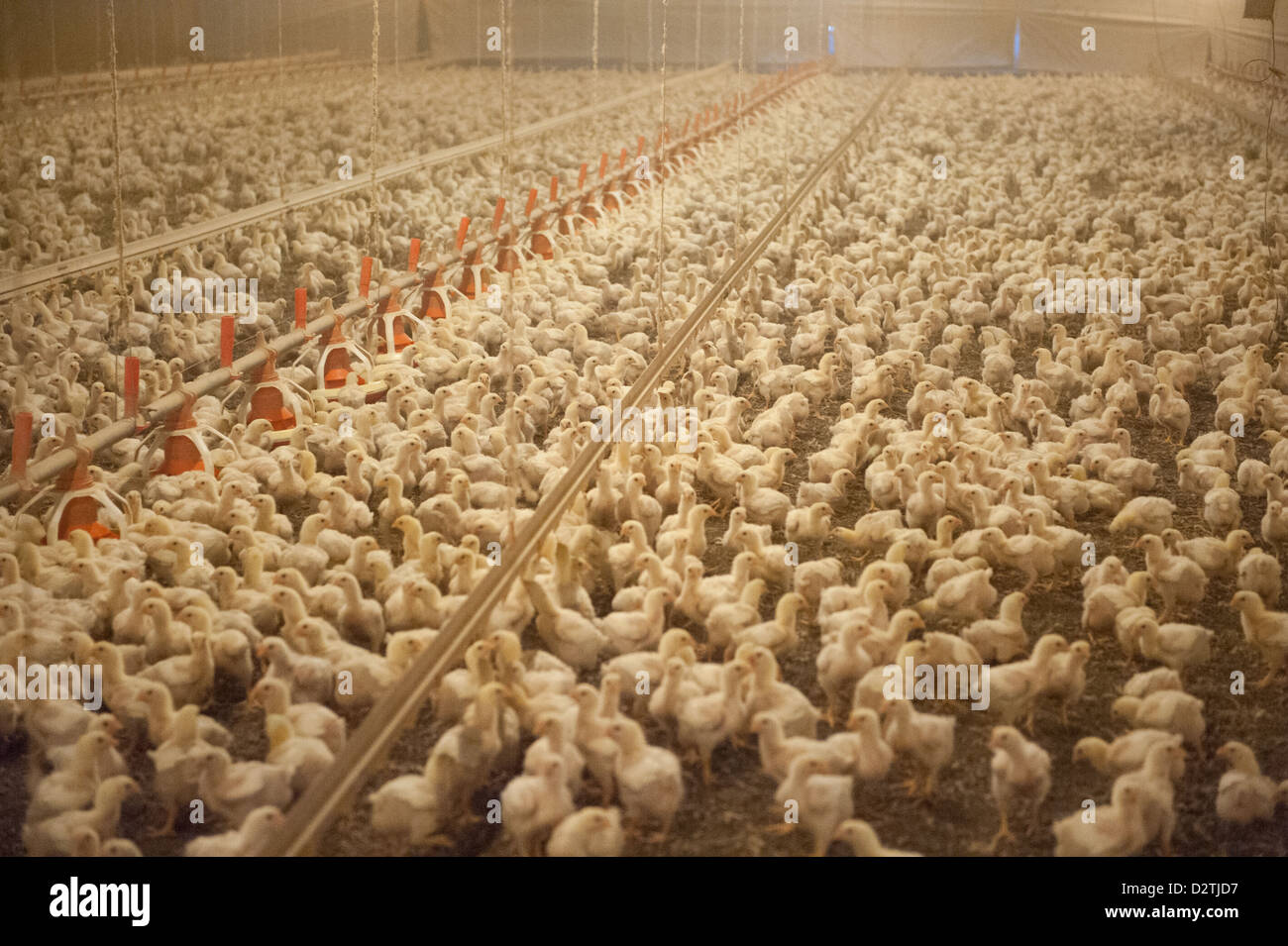 Free range chicken farm house field hi-res stock photography and images -  Alamy