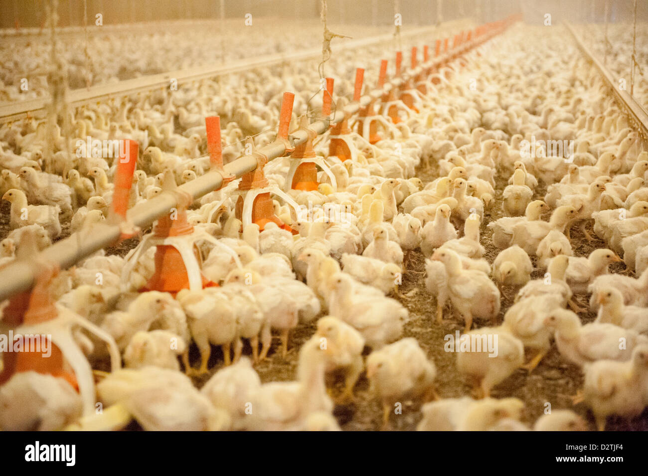 Baby chicks in a chicken house on a poultry farm in Centerville MD Stock Photo