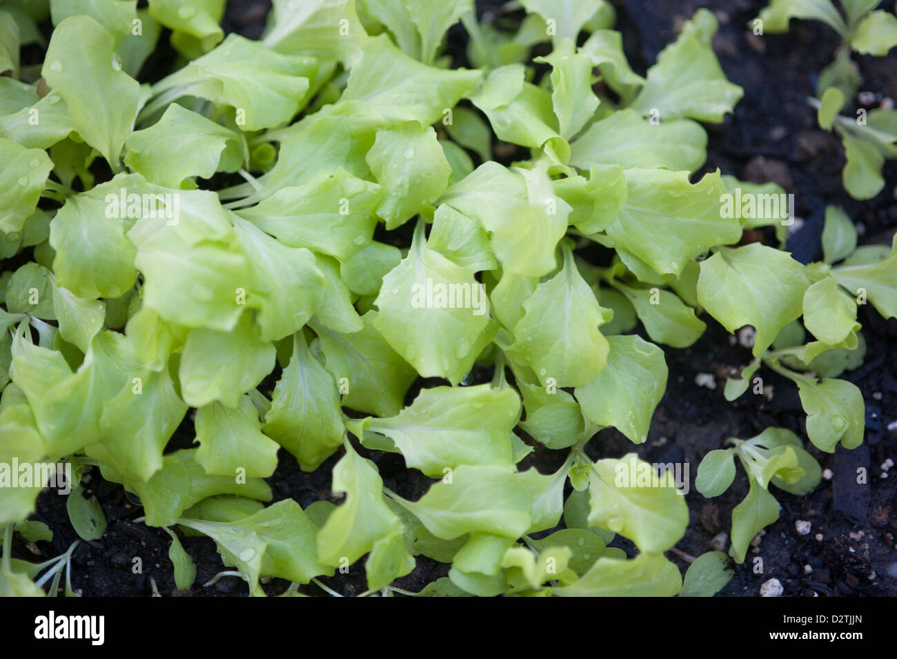 Leafy green seedlings planted in the soil Stock Photo - Alamy