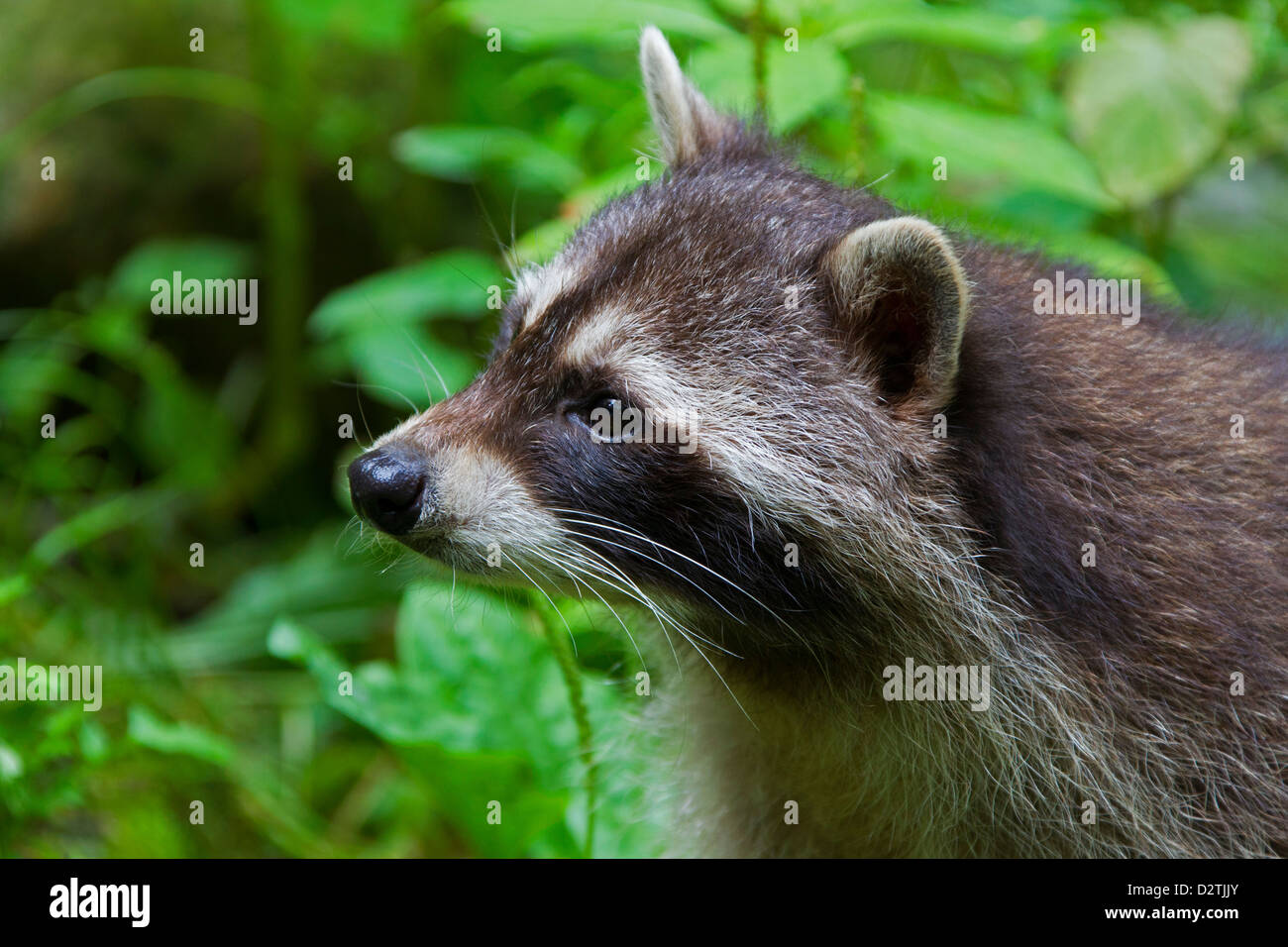 Close up of North American raccoon / Northern racoon (Procyon lotor), native to North America, in forest Stock Photo