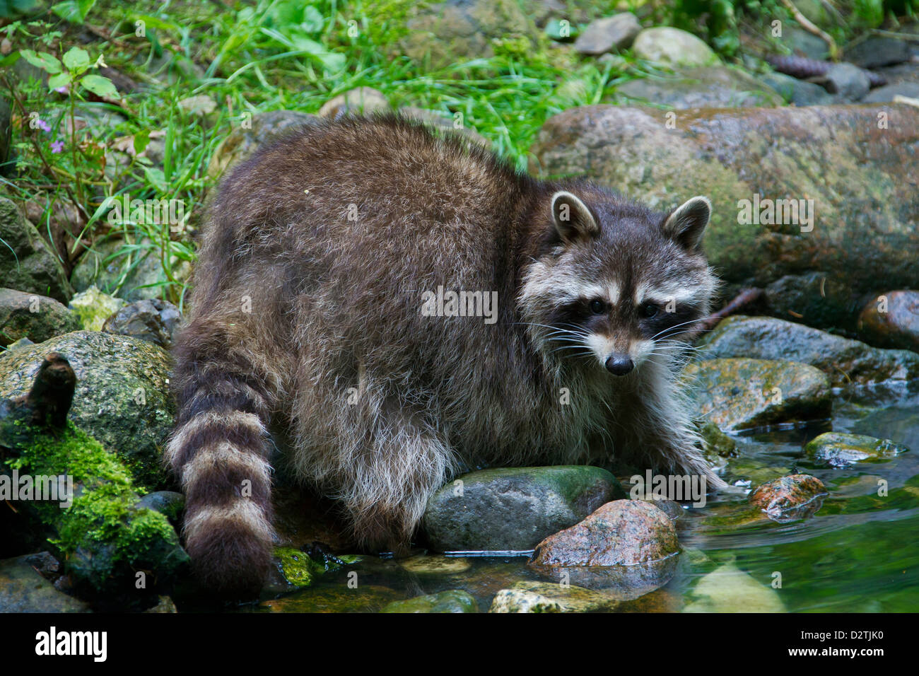 North American raccoon (Procyon lotor), native to North America, on river bank Stock Photo
