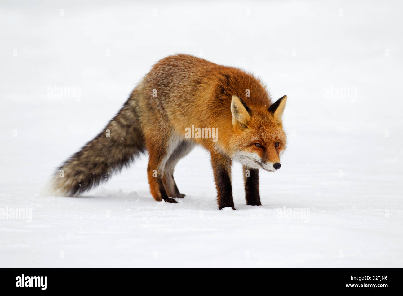 Red fox (Vulpes vulpes) protected by thick winter coat against the cold hunting in the snow in winter Stock Photo