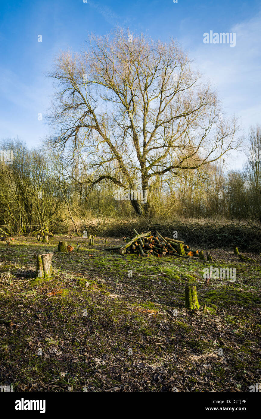 Felled trees and wood pile with large Oak tree in background at Ufton Fields Nature Reserve in winter, Warwickshire, England, UK Stock Photo