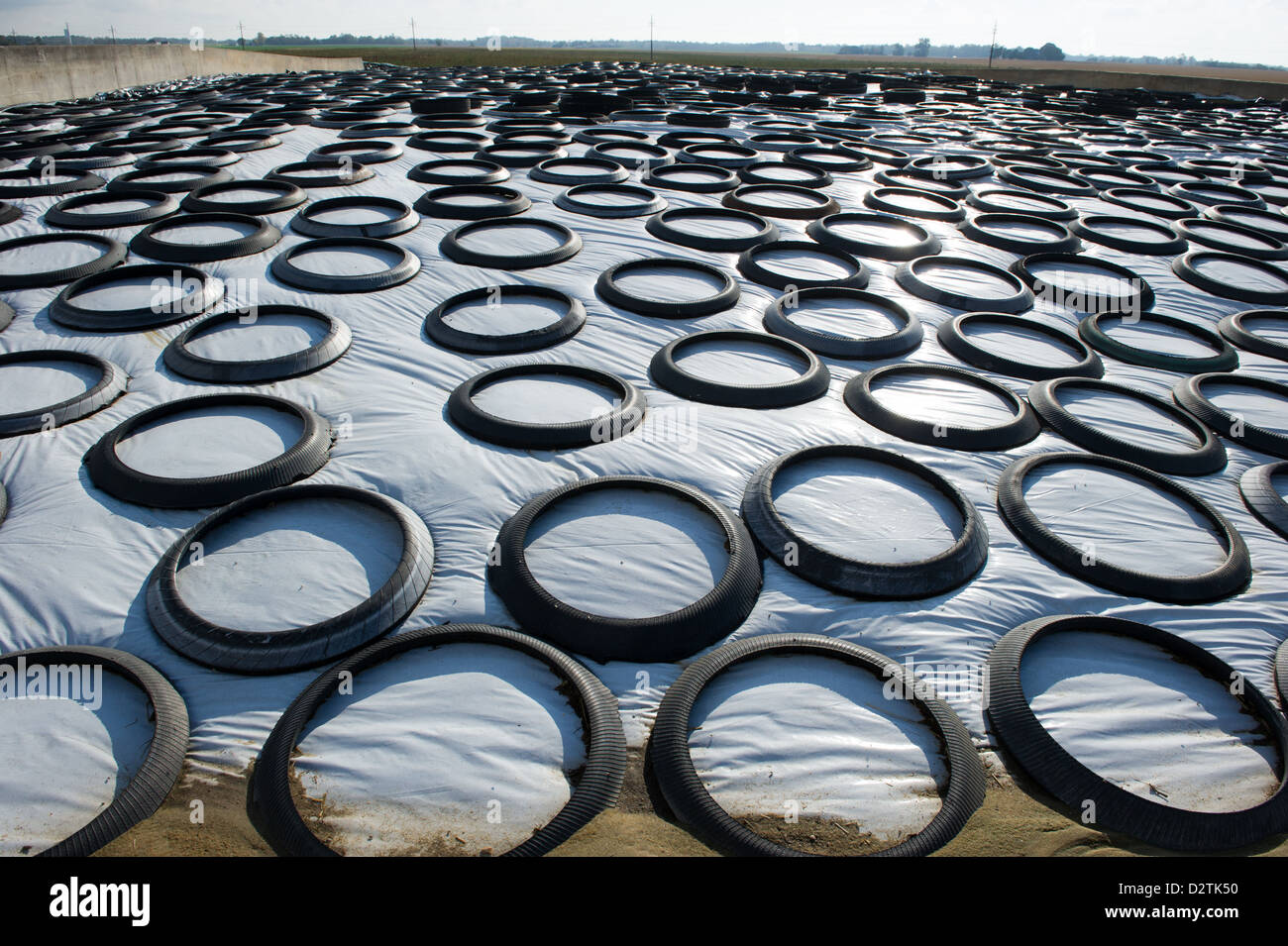 Recycled tires used to hold down plastic tarp in farm production Stock
