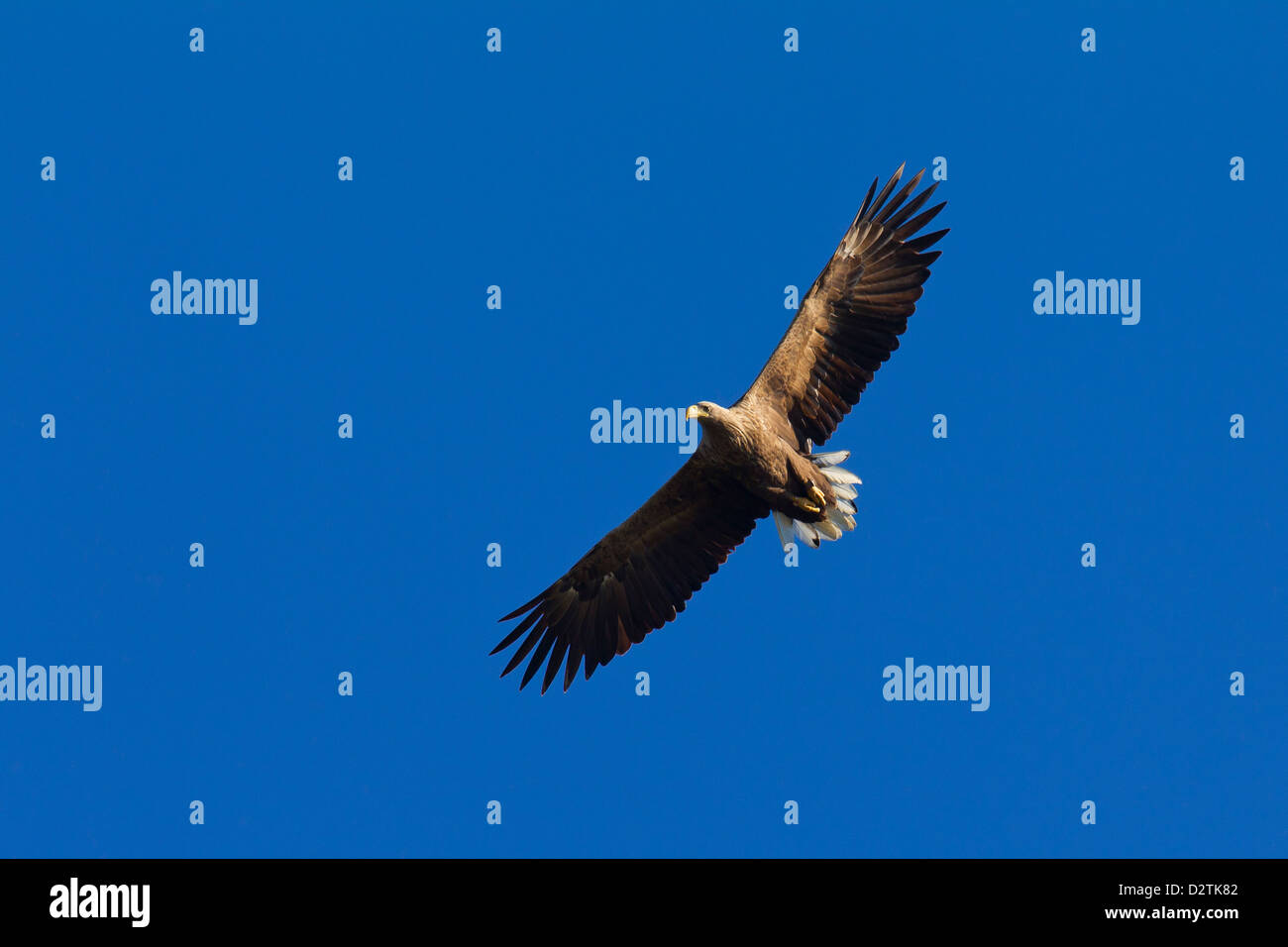 Whitetailed Eagle / Sea Eagle / Erne (Haliaeetus albicilla) in flight