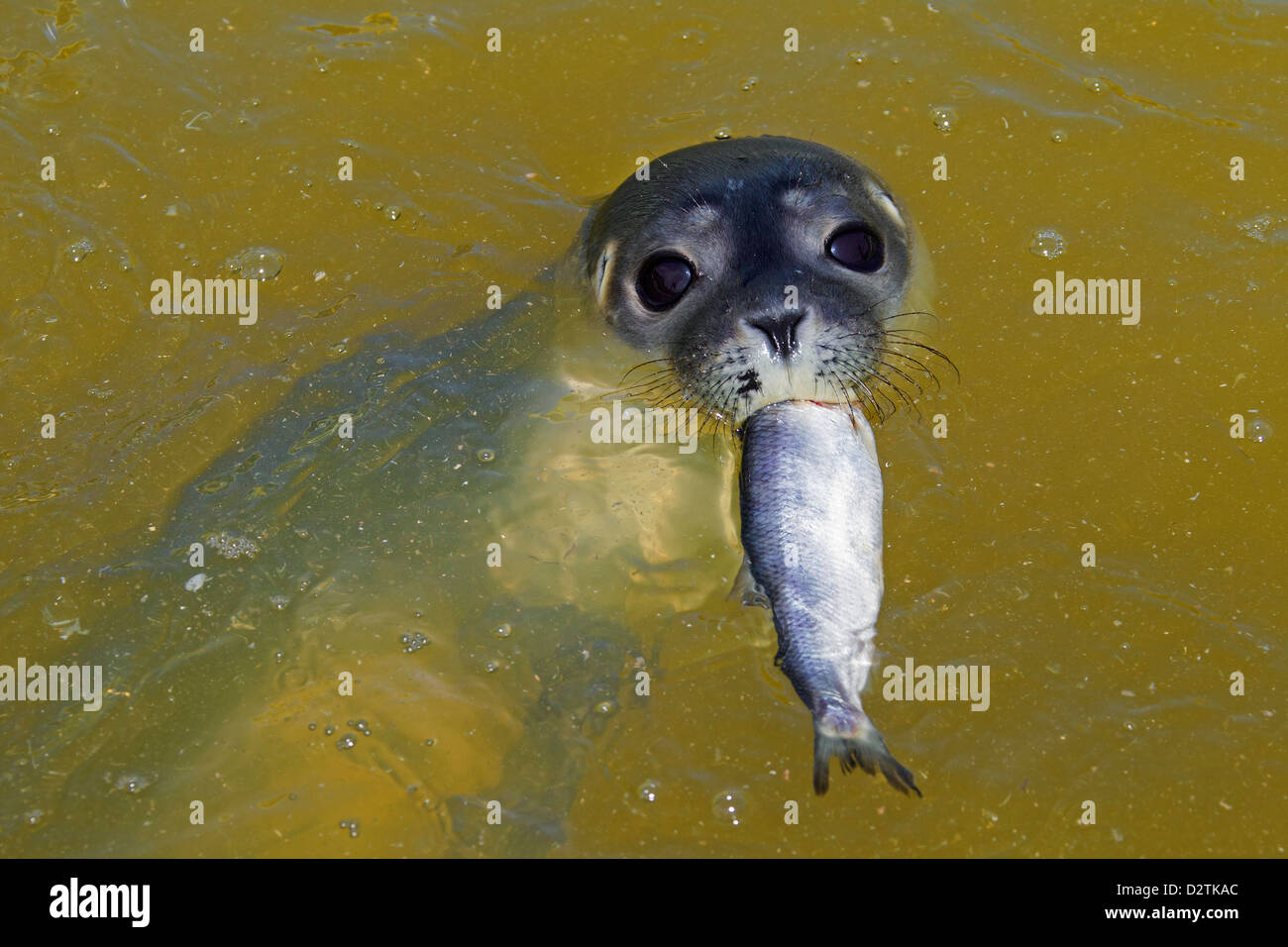 Close up of Common Seal (Phoca vitulina) juvenile eating herring Stock Photo