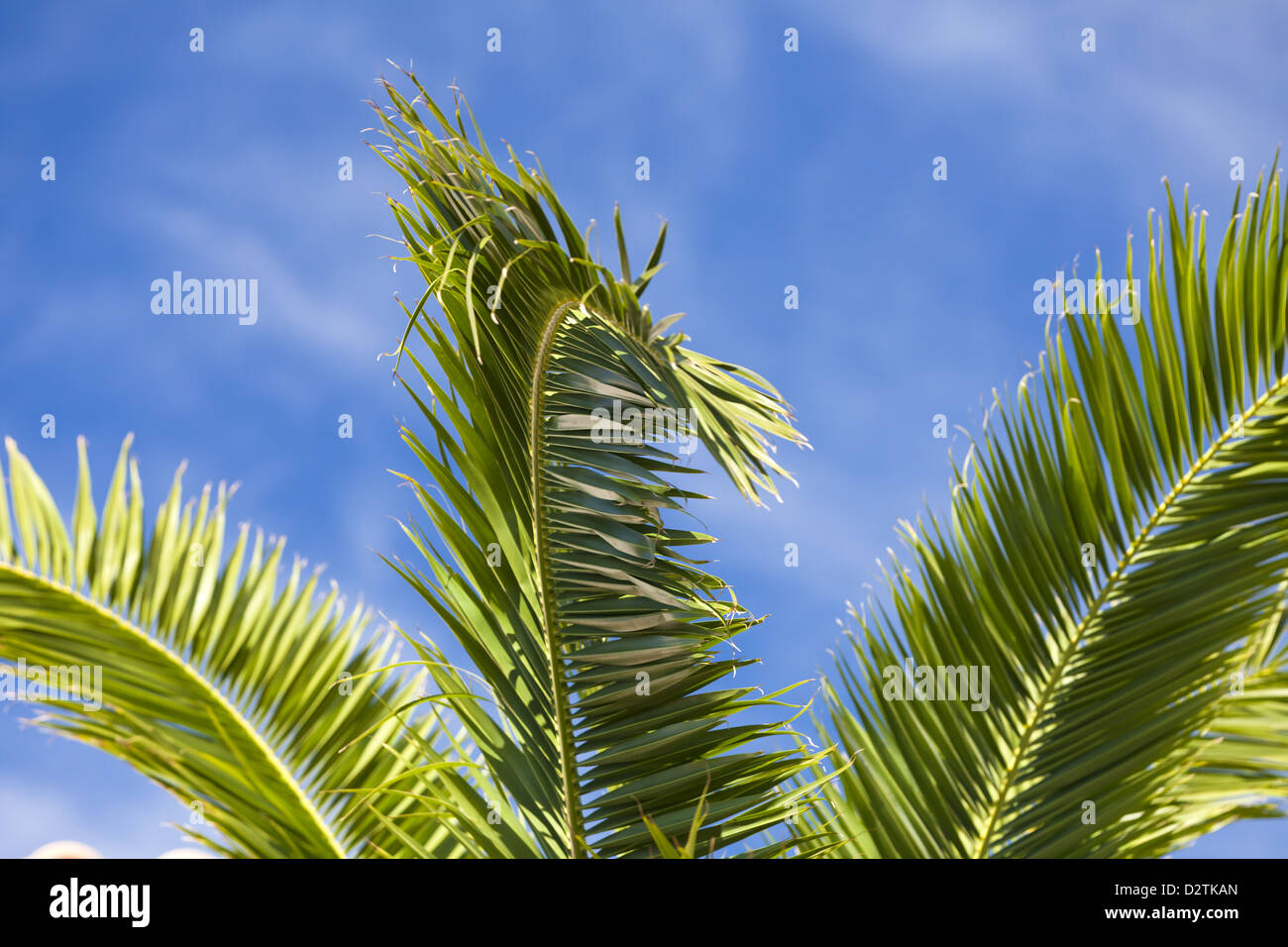 Palm front 2024