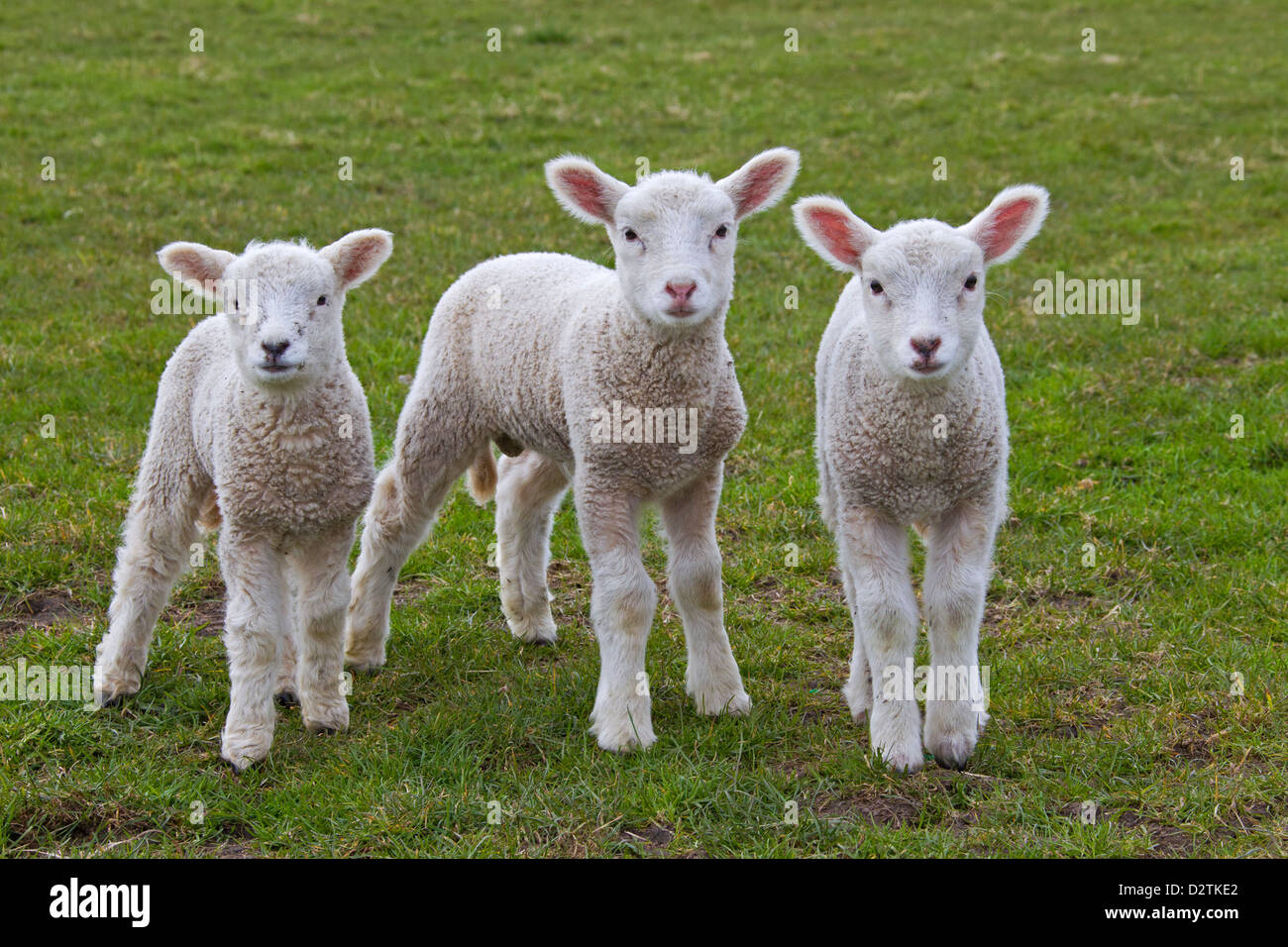 Three white sheep lambs (Ovis aries) in grassland Stock Photo