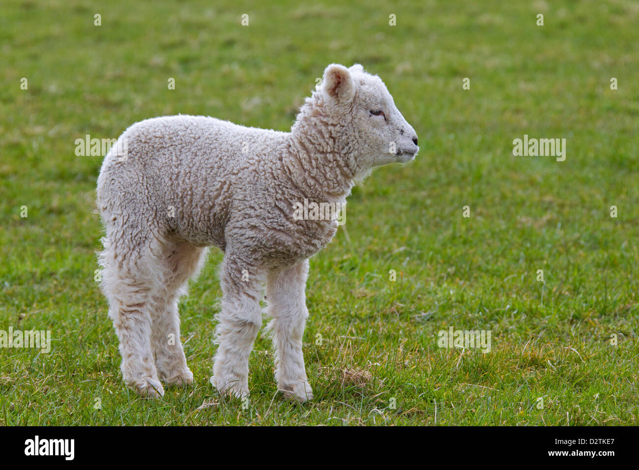 White sheep lamb (Ovis aries) in meadow Stock Photo