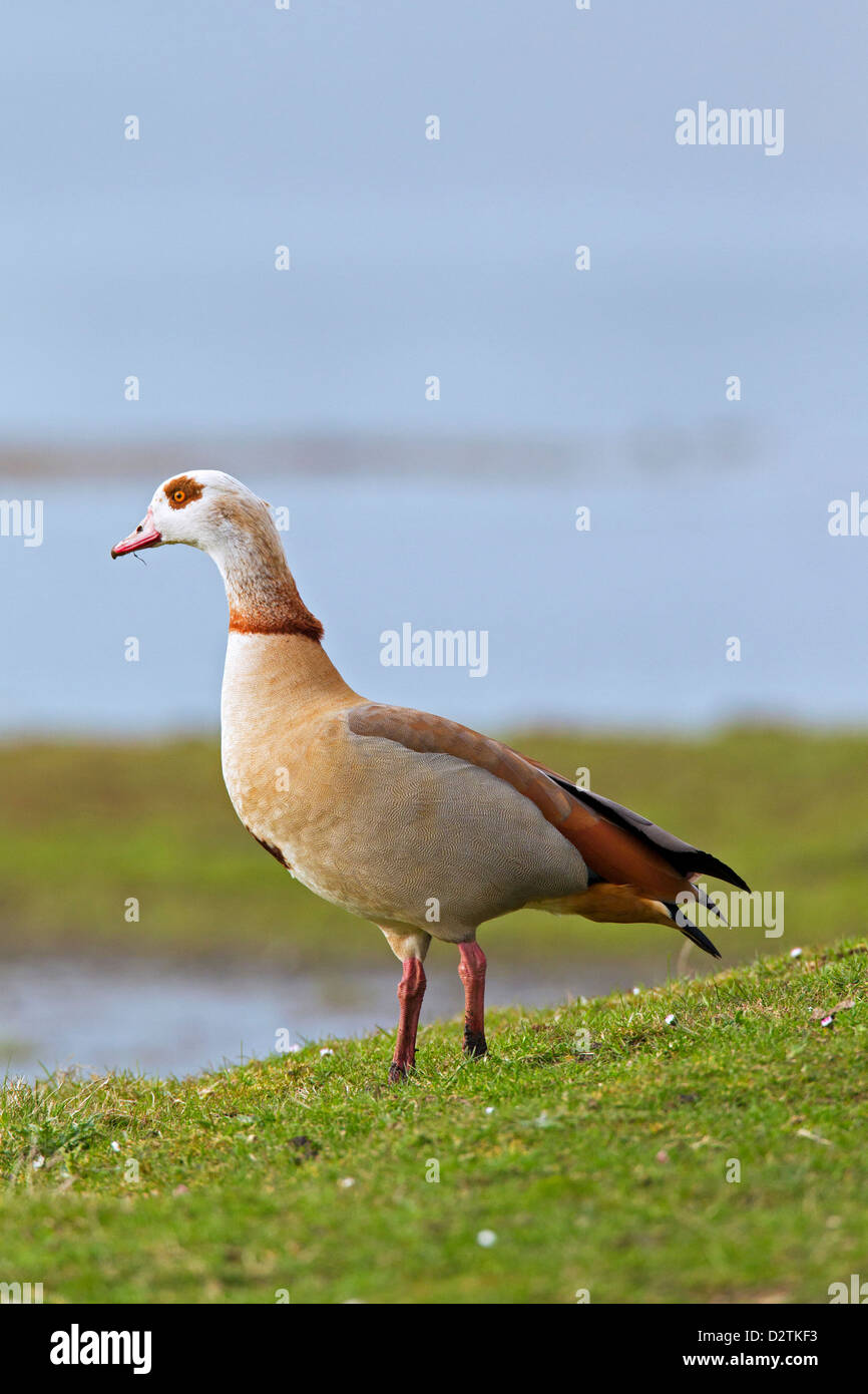 Egyptian Goose (Alopochen aegyptiacus), invasive exotic species on lake
