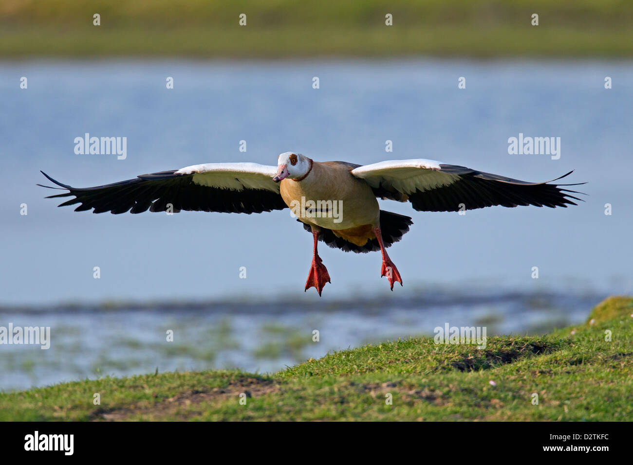 Egyptian Goose (Alopochen aegyptiacus), invasive exotic species landing