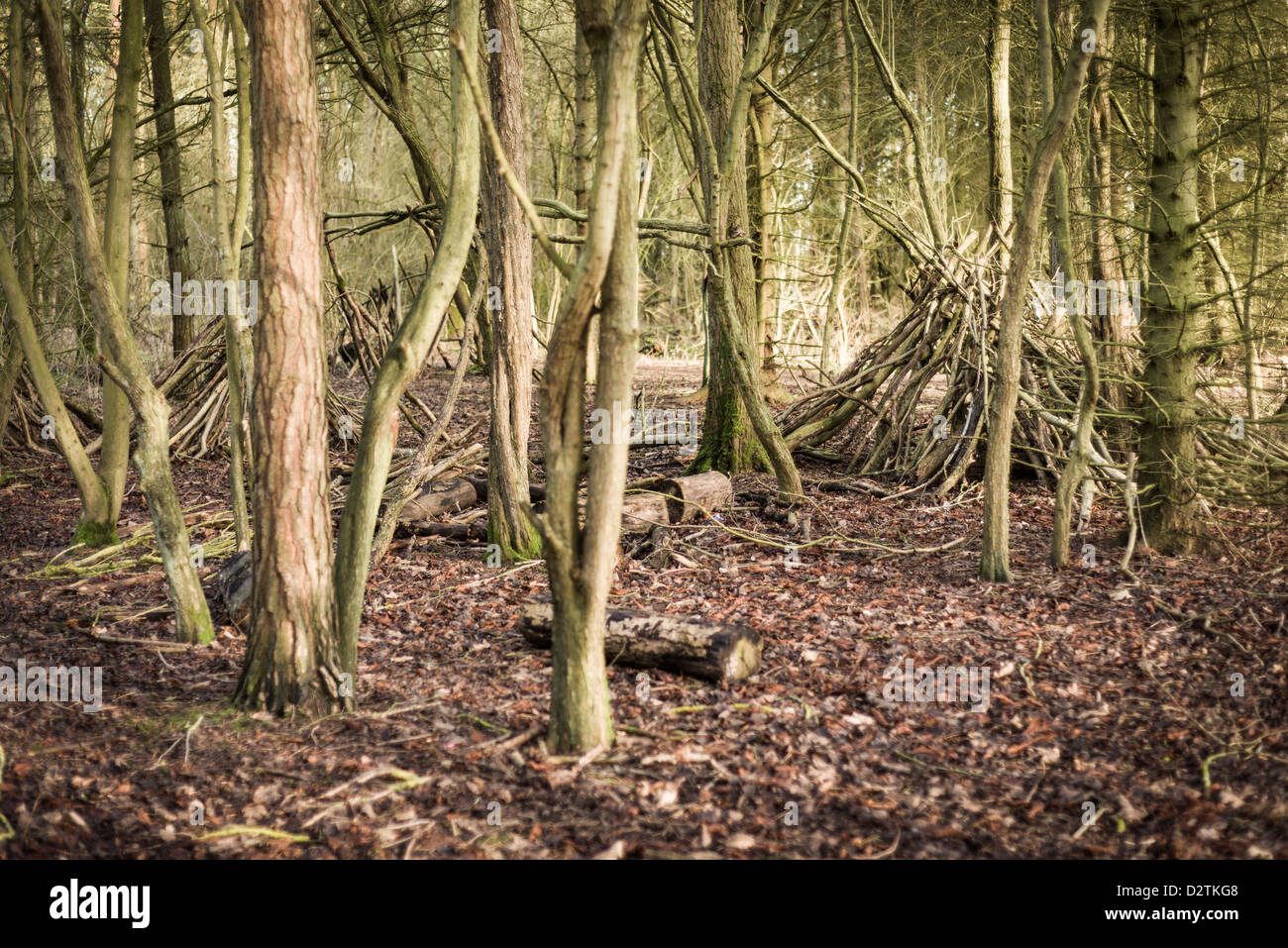 Woodland man made shelter at Ufton Fields Nature Reserve in winter, Warwickshire, England, UK Stock Photo