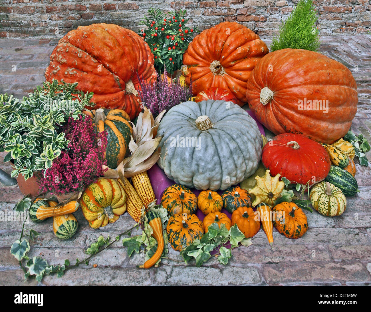 A pumpkin is a gourdlike squash of the genus Cucurbita and the family