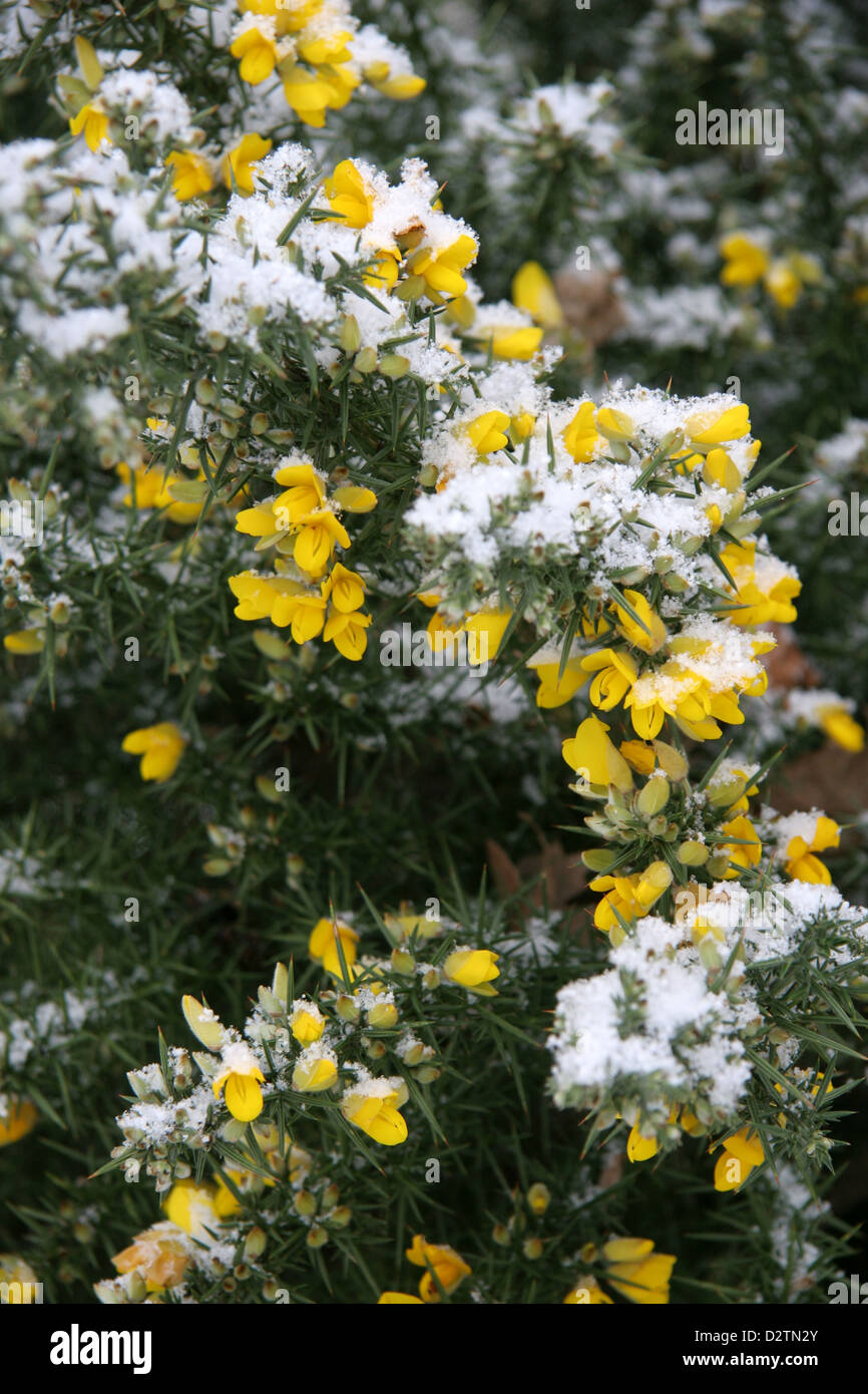 Common European Gorse flowers (Ulex europaeus) covered in light snow Stock Photo