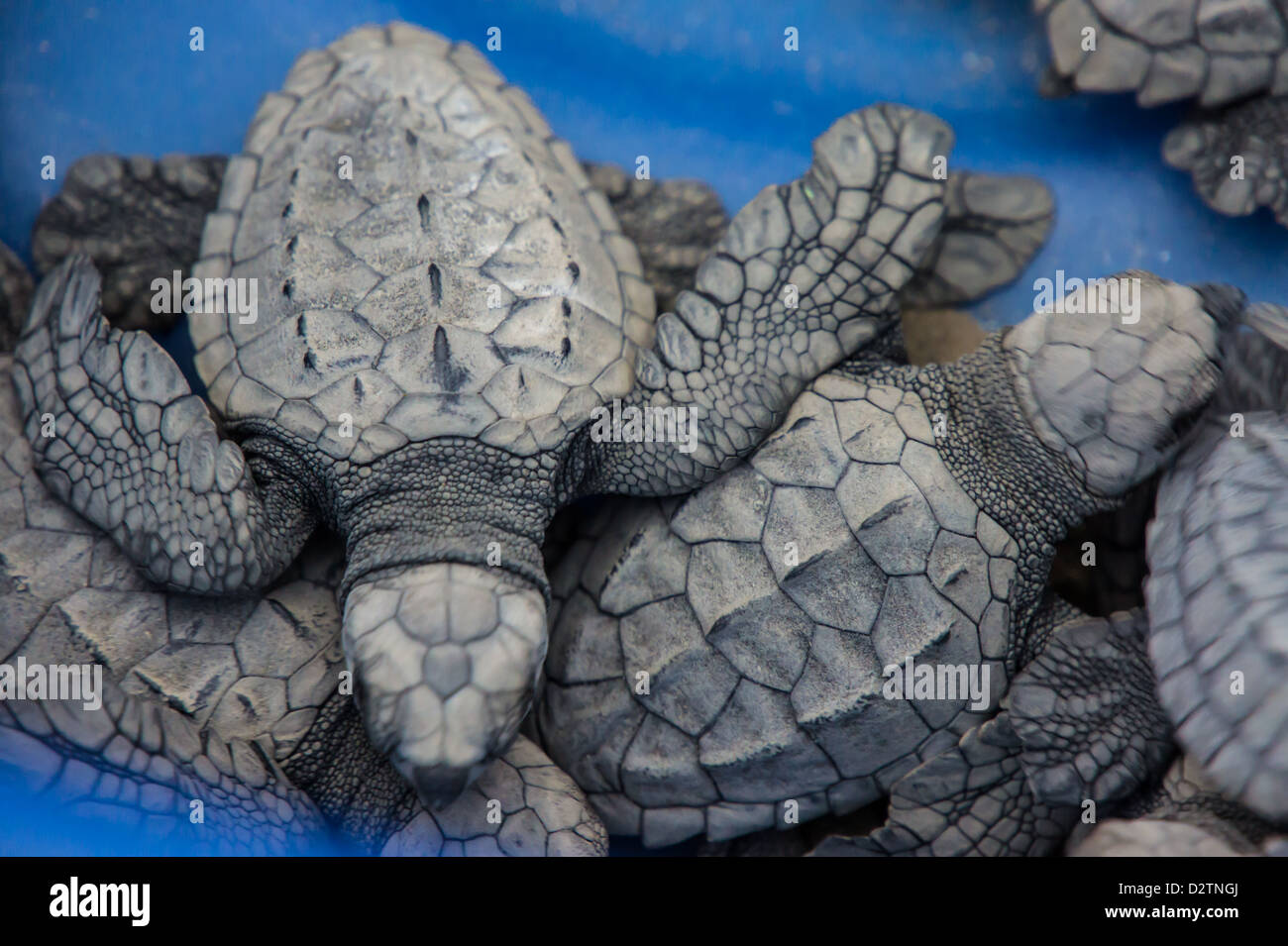 Baby Olive Ridley Sea Turtles Ready For Release Nayarit Mexico Stock Photo Alamy