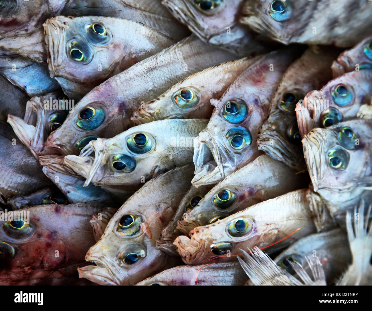 Fine fish (flounder) on a counter of shop Stock Photo Alamy