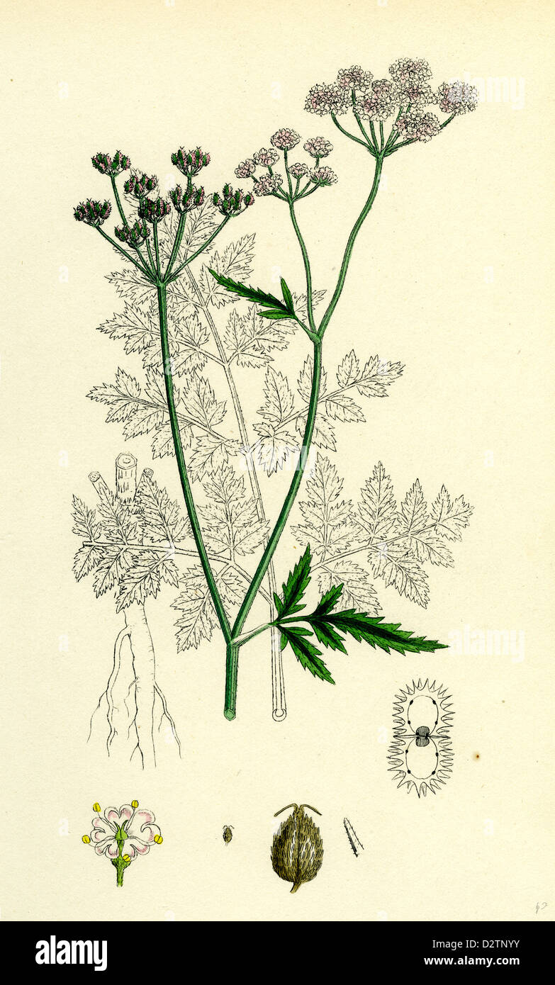 Caucalis Anthriscus; Upright Hedge-Parsley Stock Photo
