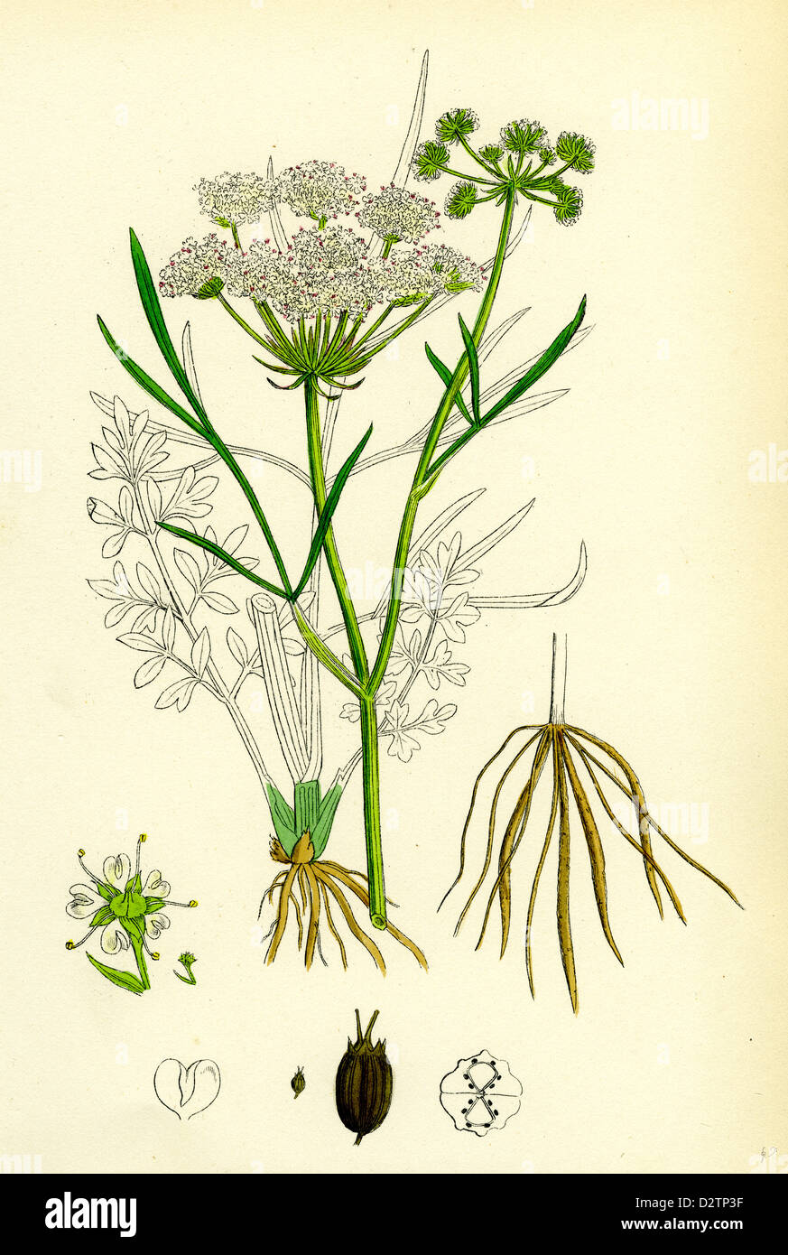 OEnanthe Lachenalii Parsley Water-Dropwort Stock Photo