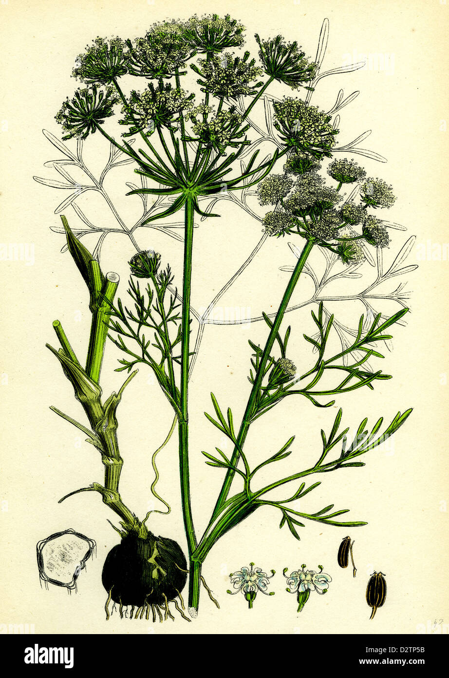 Carum bulbocastanum hi-res stock photography and images - Alamy