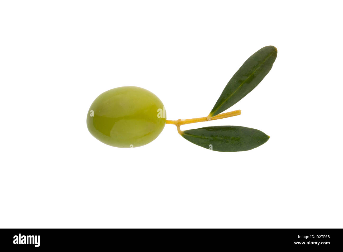 Single green olive in its branch Stock Photo