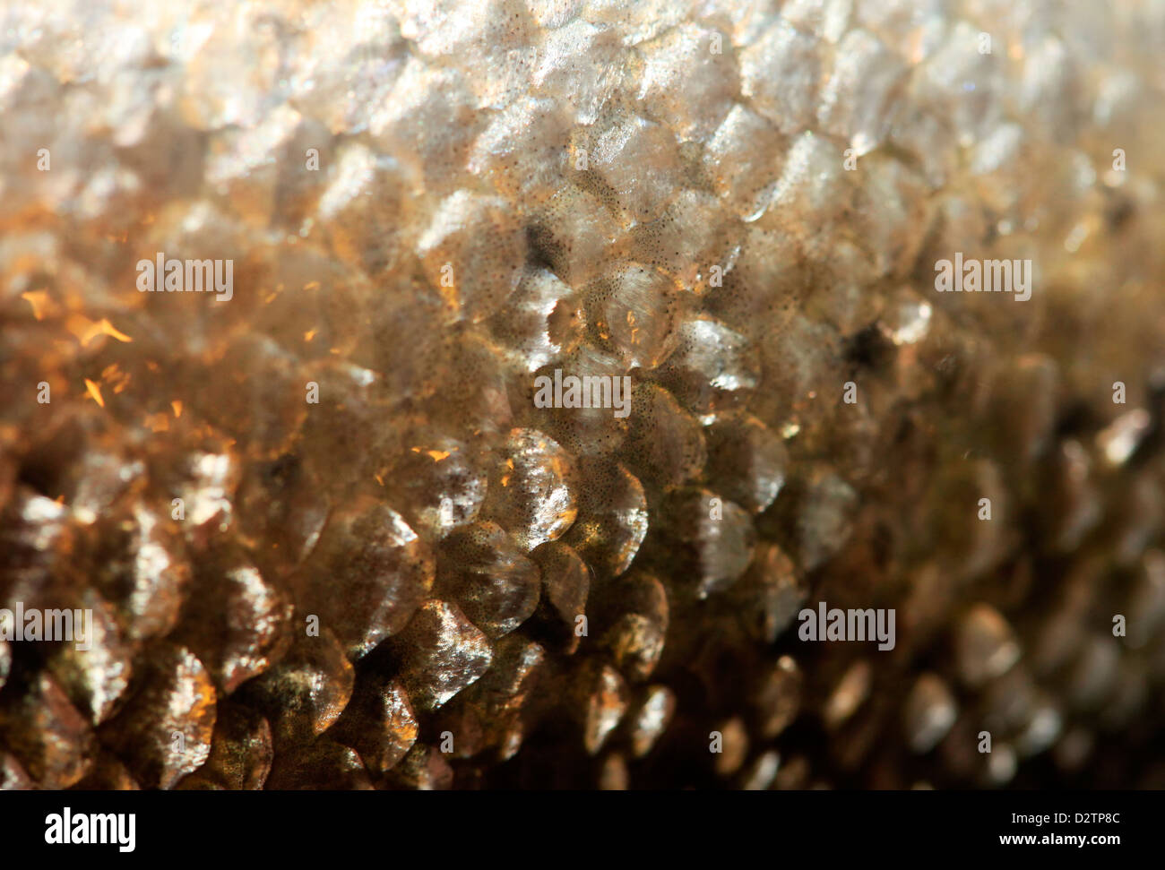 Extreme close up of fish scales stock photo