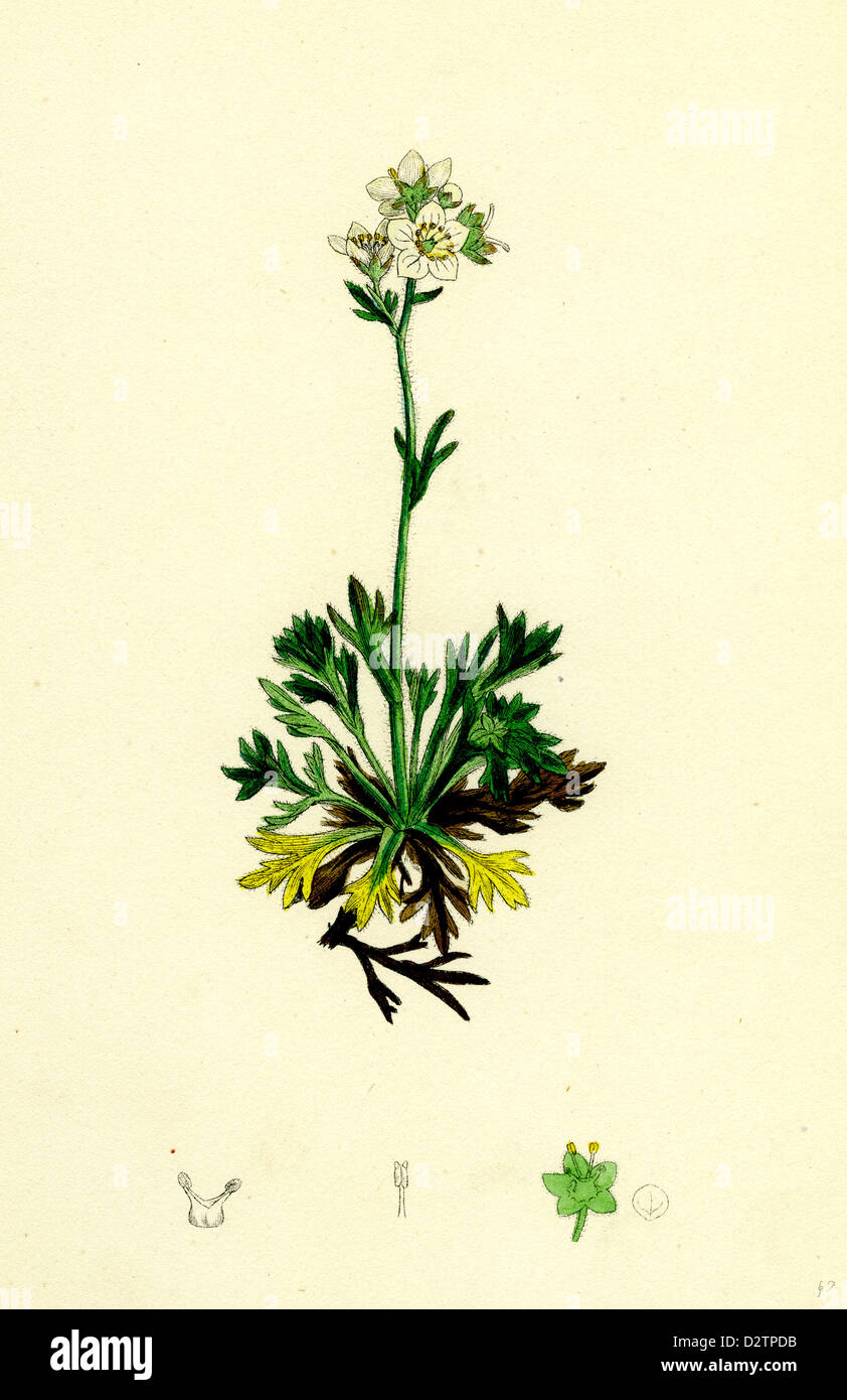 Saxifraga decipiens; Palmate-leaved Mossy Saxifrage Stock Photo