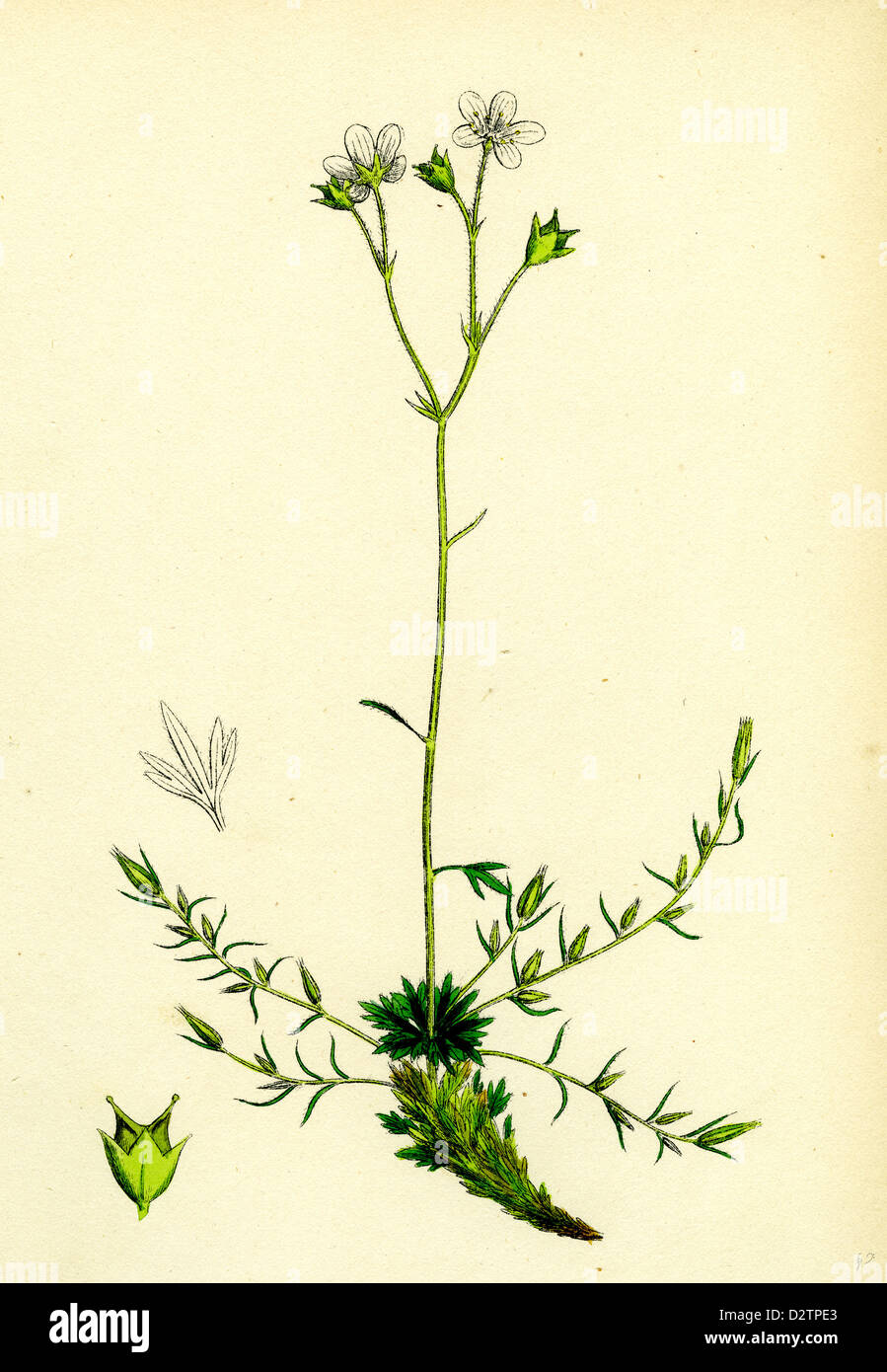 Saxifraga eu-hypnoides var. gemmifera Mossy Saxifrage var. B. Stock Photo