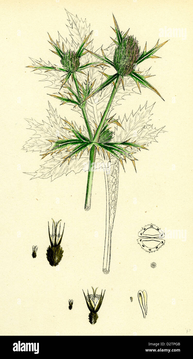 Eryngium campestre Field Eryngo Stock Photo Alamy