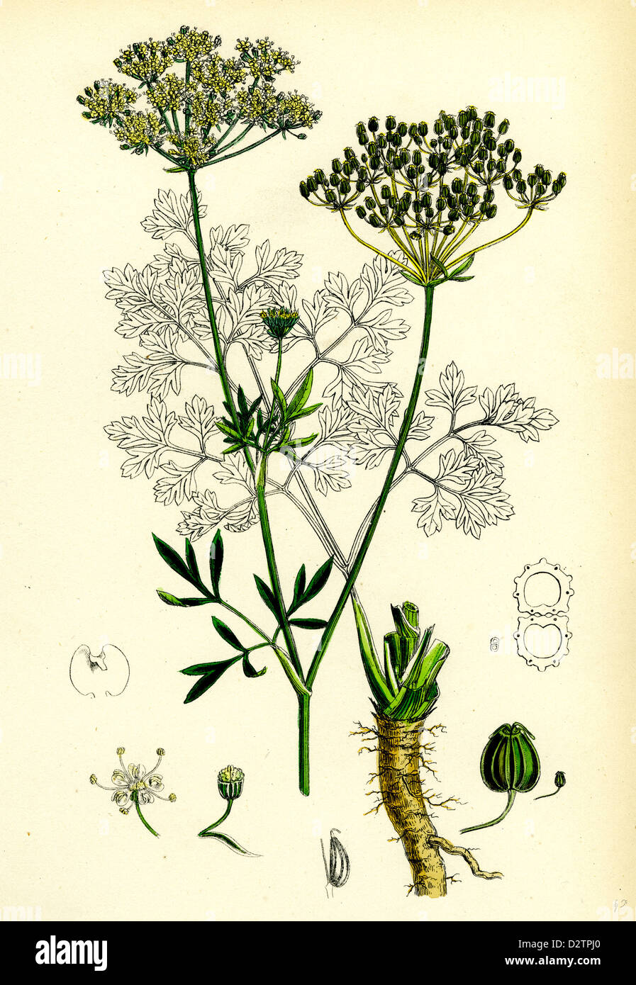 Petroselinum sativum Common Parsley Stock Photo