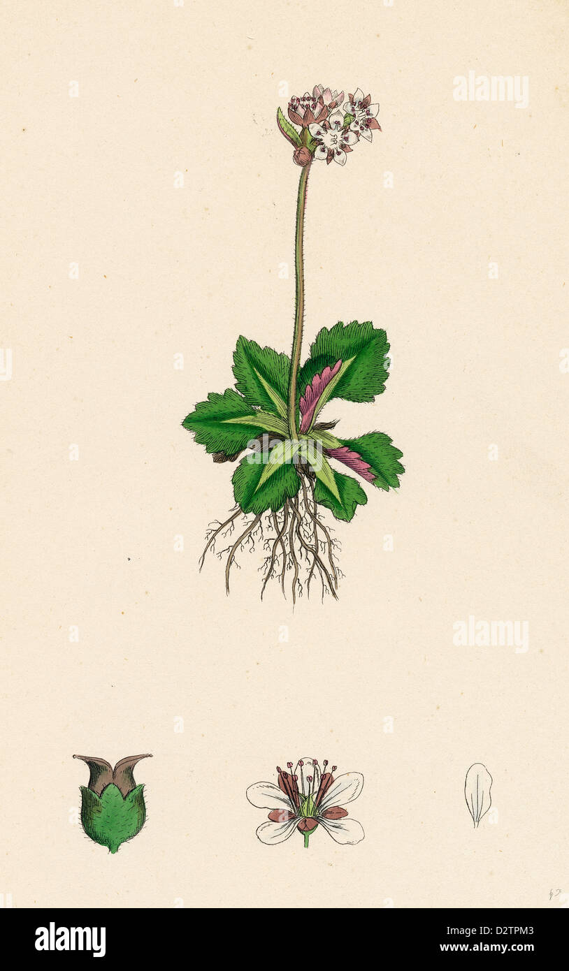 Saxifraga nivalis; Alpine clustered Saxifrage Stock Photo