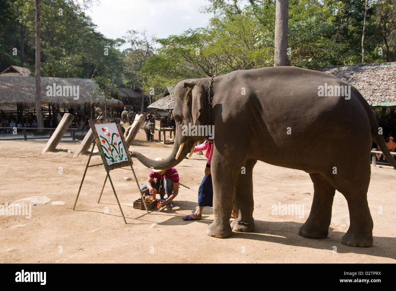 Chiang Mai, Thailand, elephants with their trunks to paint canvases flowers Stock Photo Alamy