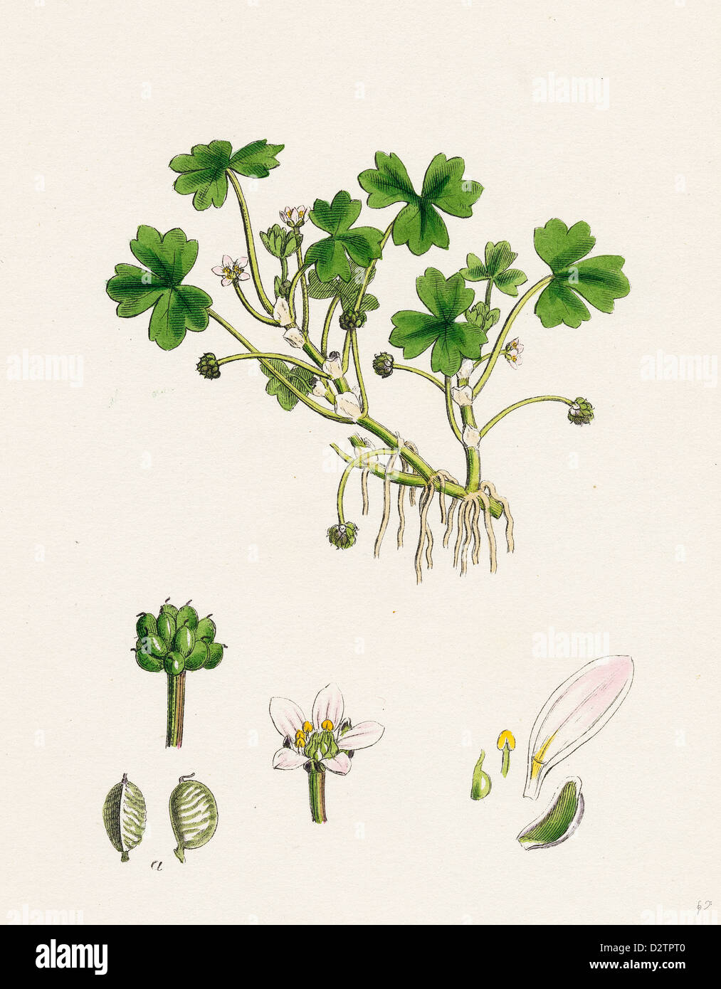 Ranunculus tripartitus; Three-lobed Water-crowfoot Stock Photo - Alamy
