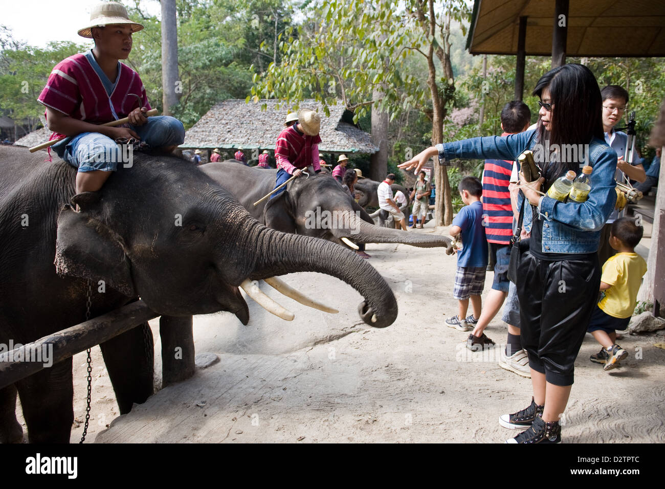 Feed elephants thailand hires stock photography and images Alamy