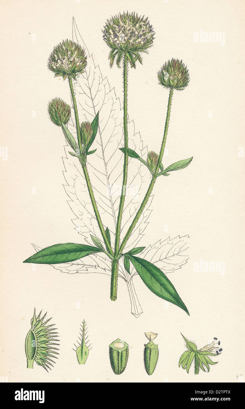Small Teasel Dipsacus pilosus botanical illustration hi-res stock photography and ...