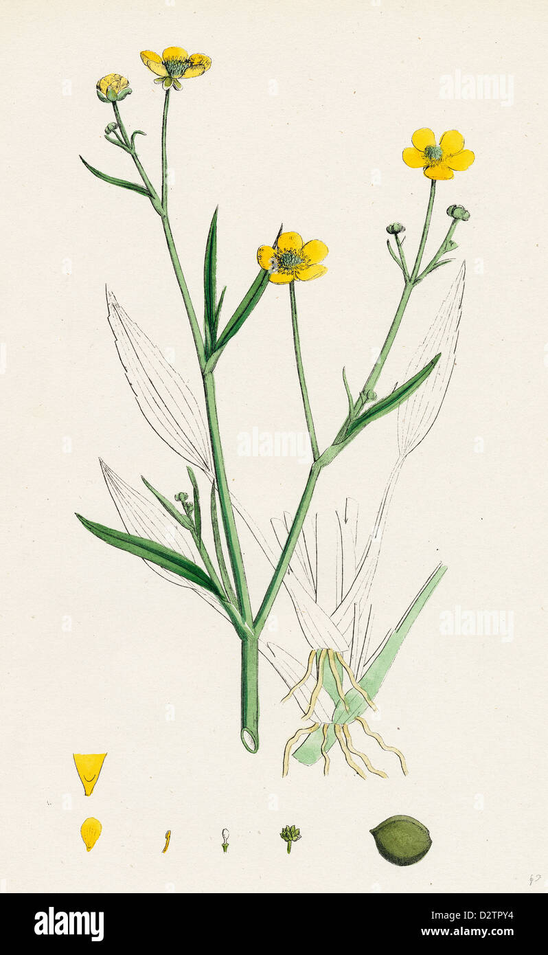 Ranunculus eu-Flammula; Lesser Spearwort Stock Photo