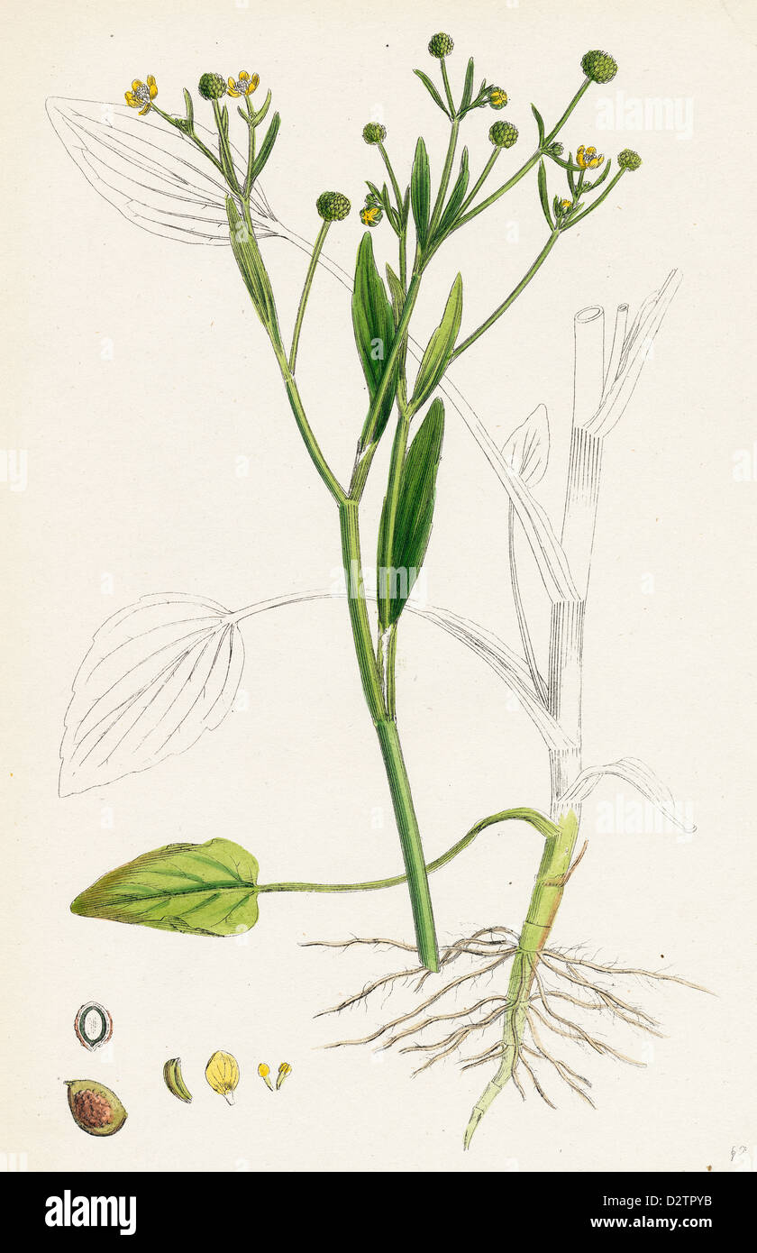 Ranunculus ophioglossifolius; Adder's tongue-leaved Crowfoot Stock Photo