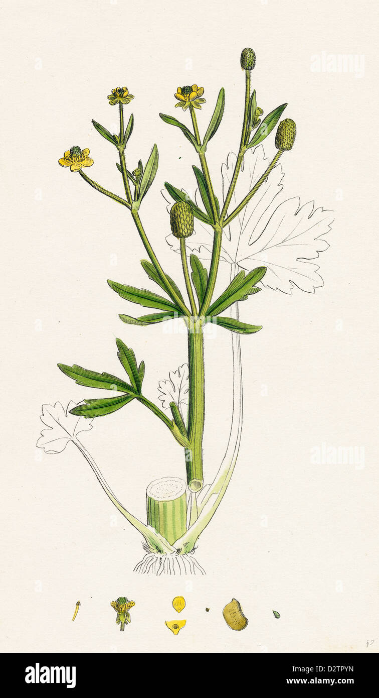 Ranunculus sceleratus; Celery-leaved Water-crowfoot Stock Photo