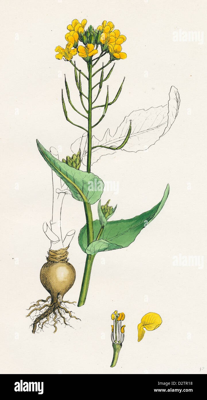 Brassica rapa; Common Turnip Stock Photo