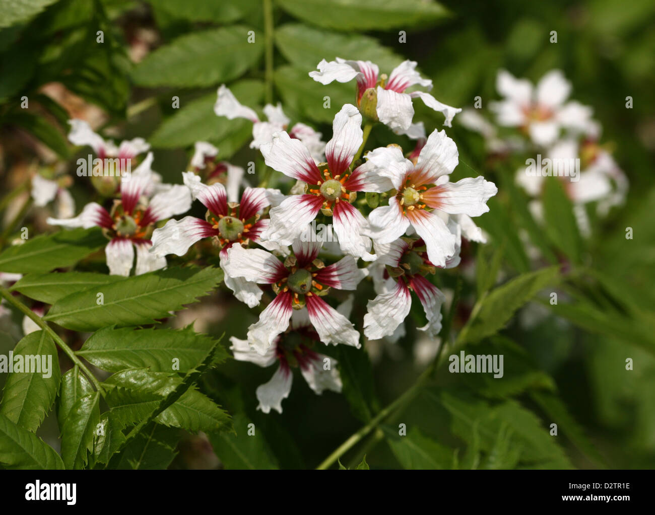 Chinese Flowering Chestnut, Shiny Leaf Yellowhorn, Yellow-Horn, or Goldenhorn, Xanthoceras sorbifolium, Sapindaceae.  China. Stock Photo