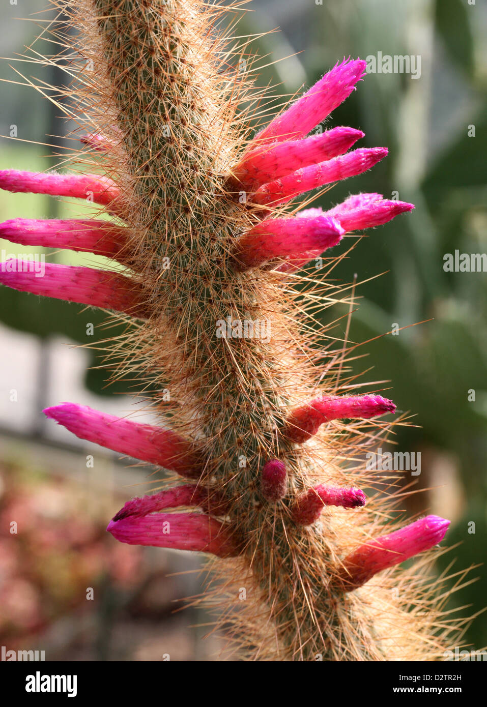 Cleistocactus candelilla hires stock photography and images Alamy