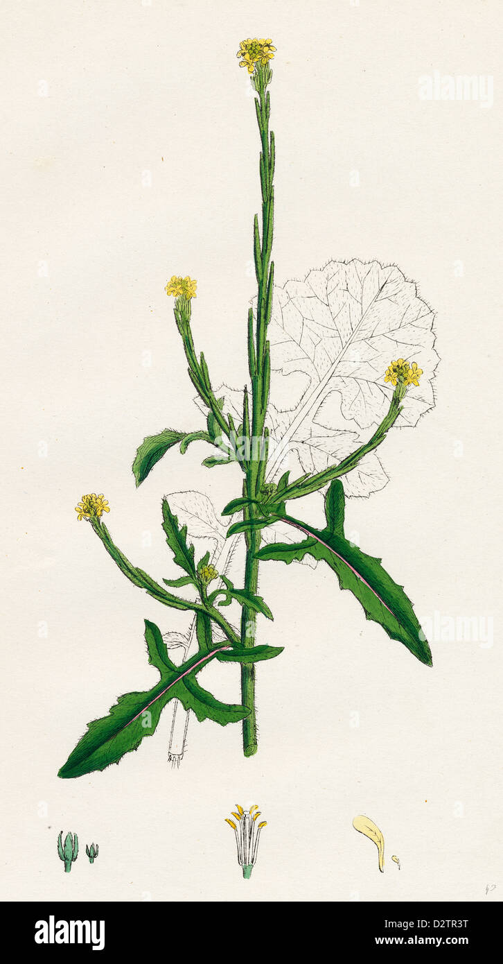 Sisymbrium officinale; Common Hedge-mustard Stock Photo