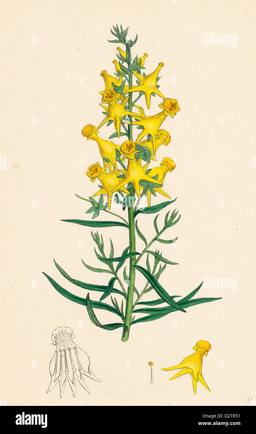 Linaria vulgaris Peloria Yellow Toadflax monstrous state Stock Photo