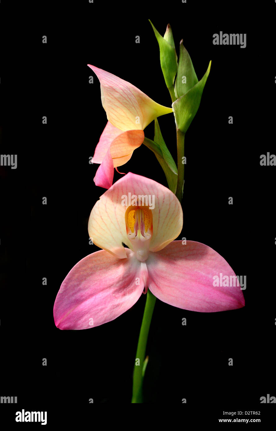 Orchid, Disa Kewdior, Orchidaceae. Hybrid Orchid (1986) Disa Kewensis (Seed parent) x Disa Diores (Pollen parent). Genus Native Stock Photo