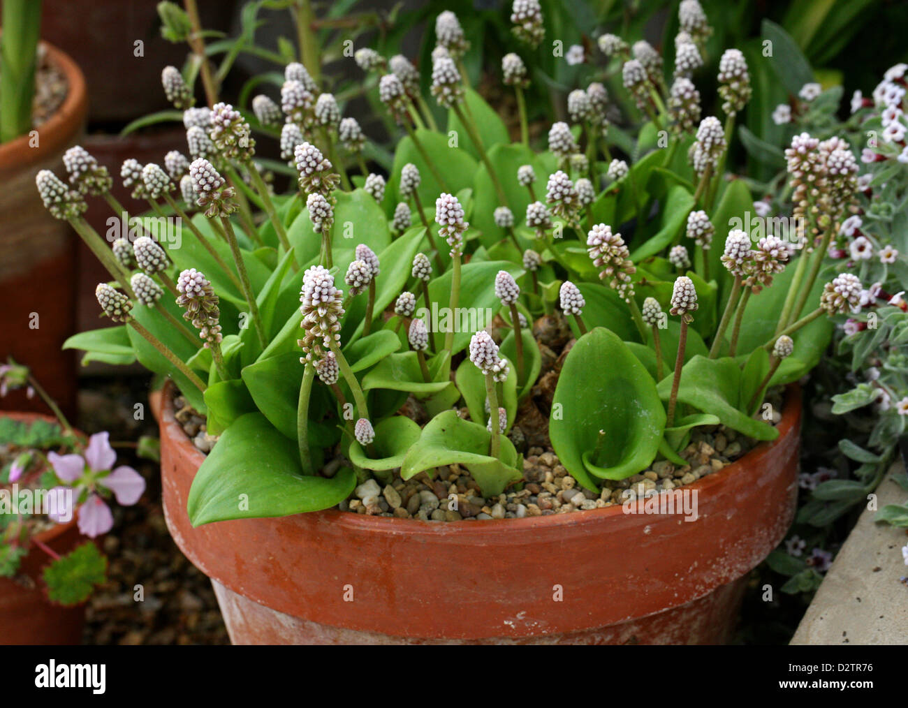 Little White Soldiers, Drimiopsis maculata, Asparagaceae (Hyacinthaceae). South Africa. Stock Photo