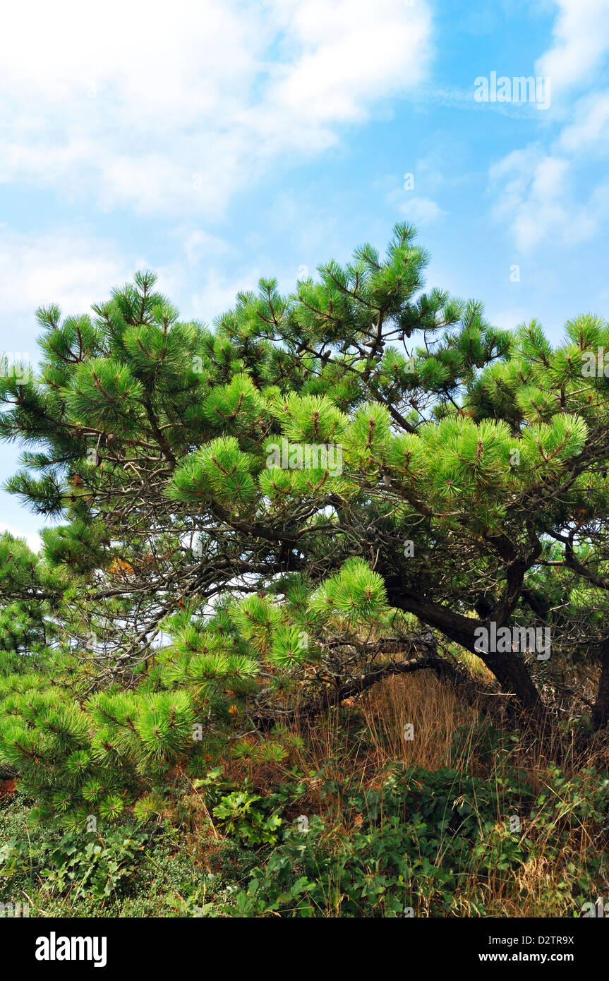 Cape Cod pine trees, Massachusetts, USA Stock Photo Alamy