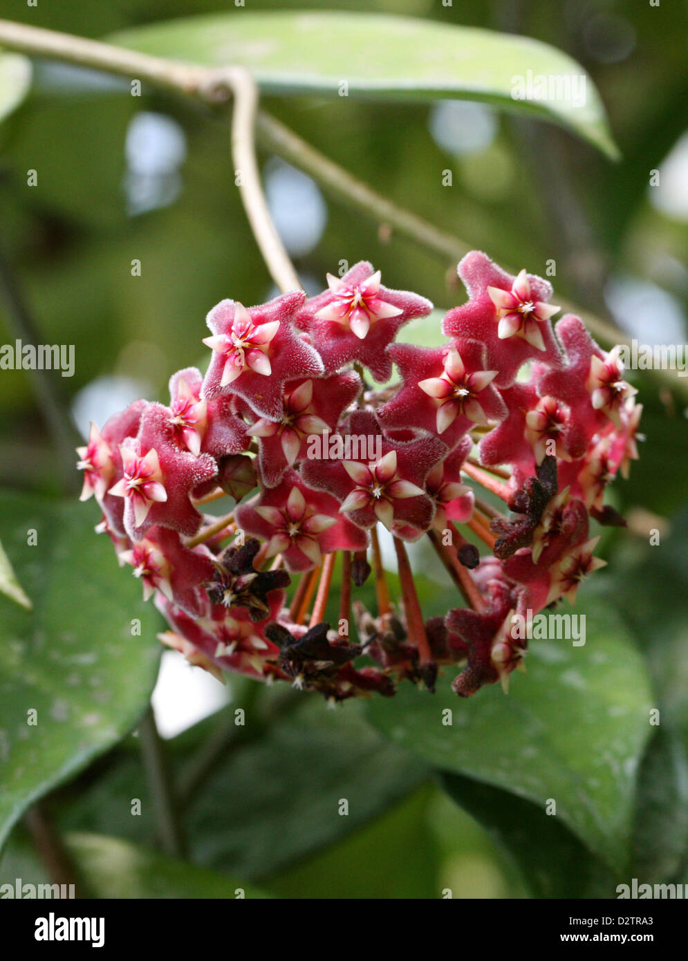 Hoya, Wax Plant, Porcelain Flower, Hoya purpureo-fusca, Asclepiadoideae, Apocynaceae. Stock Photo